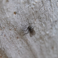 Hydrellia sp. (genus) at Higgins, ACT - 8 Feb 2024 by Trevor