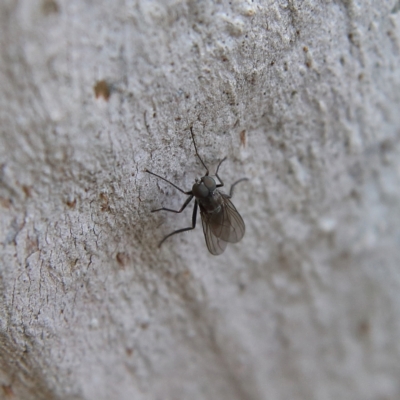 Hydrellia sp. (genus) at Higgins Woodland - 8 Feb 2024 by MichaelWenke