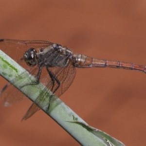 Orthetrum villosovittatum at Wellington Point, QLD - suppressed