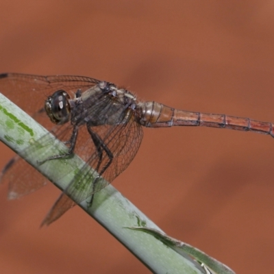 Unidentified Dragonfly (Anisoptera) at Wellington Point, QLD - 7 Feb 2024 by TimL