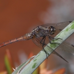 Orthetrum villosovittatum at Wellington Point, QLD - suppressed