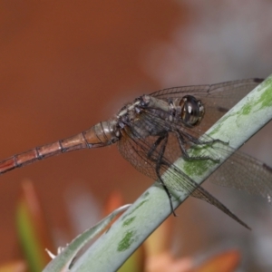 Orthetrum villosovittatum at Wellington Point, QLD - suppressed