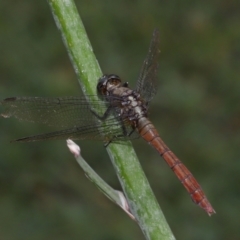 Orthetrum villosovittatum at Wellington Point, QLD - suppressed