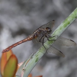 Orthetrum villosovittatum at Wellington Point, QLD - suppressed