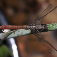 Orthetrum villosovittatum at Wellington Point, QLD - suppressed