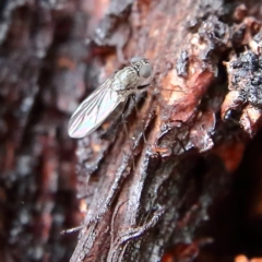 Unverified True fly (Diptera) at Higgins Woodland - 8 Feb 2024 by MichaelWenke
