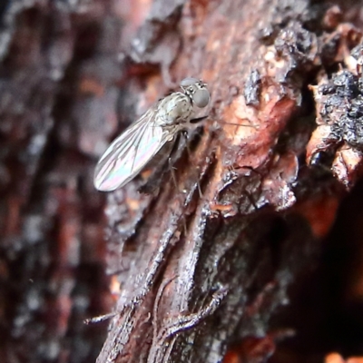 Unidentified True fly (Diptera) at Higgins Woodland - 8 Feb 2024 by Trevor
