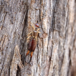 Forficula auricularia at Higgins Woodland - 8 Feb 2024 02:39 PM