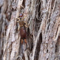 Forficula auricularia at Higgins Woodland - 8 Feb 2024