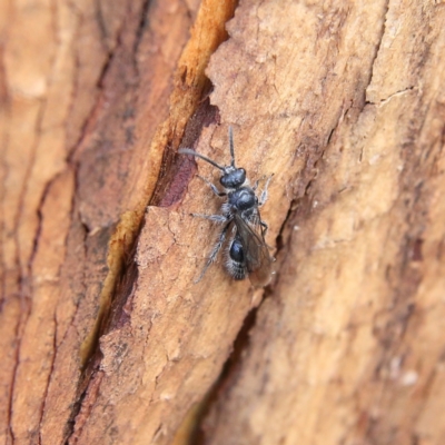 Mutillidae (family) (Unidentified Mutillid wasp or velvet ant) at Higgins Woodland - 8 Feb 2024 by Trevor