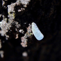 Anzora unicolor (Grey Planthopper) at Higgins Woodland - 8 Feb 2024 by MichaelWenke