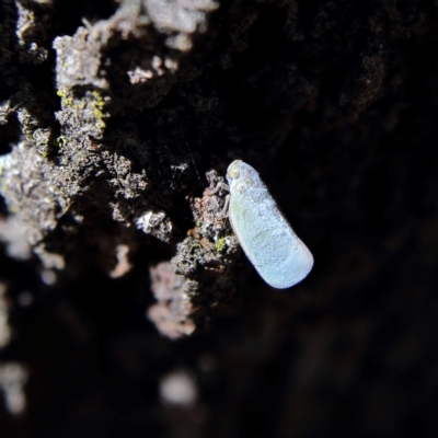 Anzora unicolor (Grey Planthopper) at Higgins, ACT - 8 Feb 2024 by Trevor