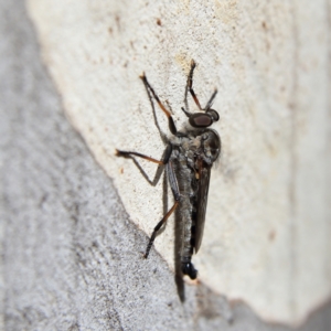 Cerdistus sp. (genus) at Higgins Woodland - 8 Feb 2024