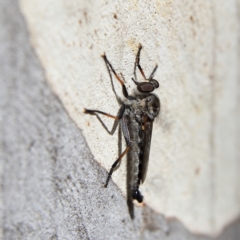 Unidentified Robber fly (Asilidae) at Higgins Woodland - 8 Feb 2024 by Trevor