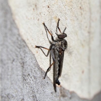 Unidentified Robber fly (Asilidae) at Higgins Woodland - 8 Feb 2024 by Trevor