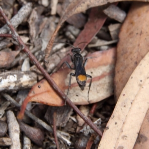 Calopompilus sp. (genus) at Higgins Woodland - 8 Feb 2024 03:59 PM