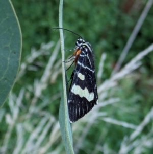 Phalaenoides glycinae at Hackett, ACT - 9 Feb 2024