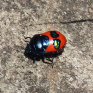 Choerocoris paganus at Wingecarribee Local Government Area - 10 Jan 2024 01:13 PM