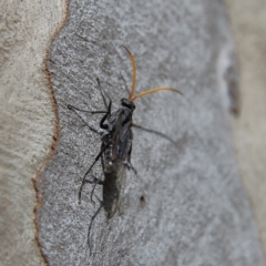 Fabriogenia sp. (genus) (Spider wasp) at Higgins Woodland - 8 Feb 2024 by MichaelWenke