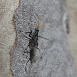 Fabriogenia sp. (genus) at Higgins Woodland - 8 Feb 2024 03:45 PM