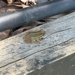 Litoria verreauxii verreauxii (Whistling Tree-frog) at Sutton, NSW - 9 Feb 2024 by sascha