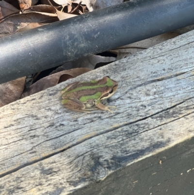 Litoria verreauxii verreauxii (Whistling Tree-frog) at Sutton, NSW - 9 Feb 2024 by sascha