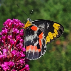 Delias harpalyce (Imperial Jezebel) at QPRC LGA - 8 Feb 2024 by MatthewFrawley