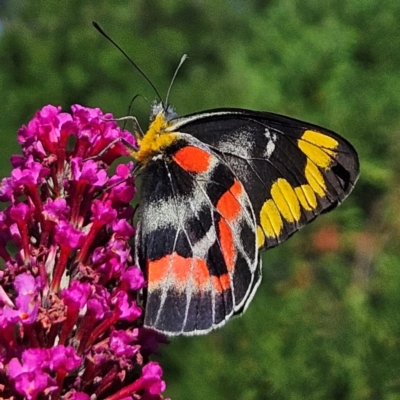 Delias harpalyce (Imperial Jezebel) at QPRC LGA - 9 Feb 2024 by MatthewFrawley