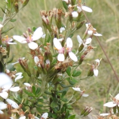 Olearia myrsinoides (Blush Daisy Bush) at Cooleman, NSW - 7 Feb 2024 by HelenCross