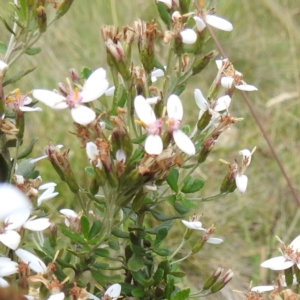 Olearia myrsinoides at Kosciuszko National Park - 7 Feb 2024 05:25 PM