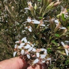 Olearia myrsinoides at Kosciuszko National Park - 7 Feb 2024