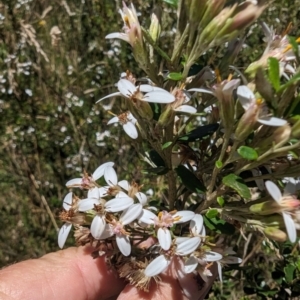 Olearia myrsinoides at Kosciuszko National Park - 7 Feb 2024