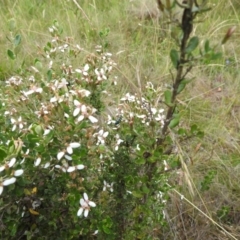 Olearia myrsinoides at Kosciuszko National Park - 7 Feb 2024