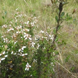 Olearia myrsinoides at Kosciuszko National Park - 7 Feb 2024 05:25 PM