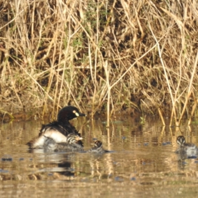 Tachybaptus novaehollandiae (Australasian Grebe) at Lions Youth Haven - Westwood Farm A.C.T. - 9 Feb 2024 by HelenCross