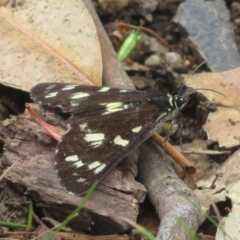 Cruria donowani (Crow or Donovan's Day Moth) at Bungonia National Park - 8 Feb 2024 by Christine
