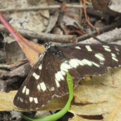 Cruria donowani at Bungonia National Park - 8 Feb 2024 11:45 AM