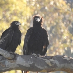 Aquila audax (Wedge-tailed Eagle) at Kambah, ACT - 8 Feb 2024 by HelenCross