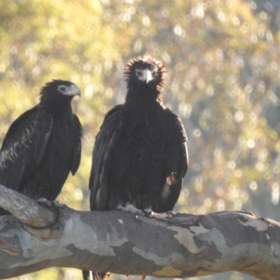 Aquila audax (Wedge-tailed Eagle) at Kambah, ACT - 9 Feb 2024 by HelenCross