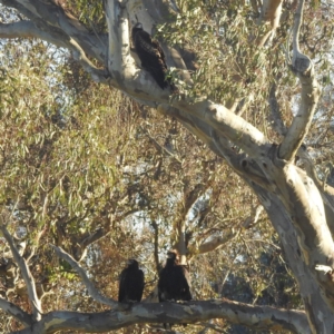 Aquila audax at Lions Youth Haven - Westwood Farm A.C.T. - 9 Feb 2024 07:32 AM