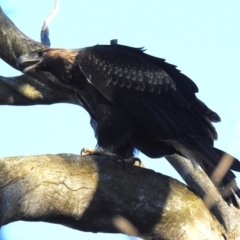 Aquila audax at Lions Youth Haven - Westwood Farm A.C.T. - 9 Feb 2024 07:32 AM