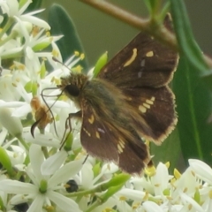 Dispar compacta (Barred Skipper) at Bungonia, NSW - 8 Feb 2024 by Christine