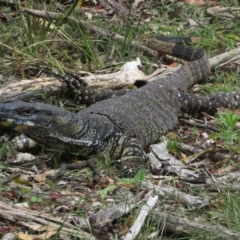 Varanus varius (Lace Monitor) at Bungonia, NSW - 8 Feb 2024 by Christine