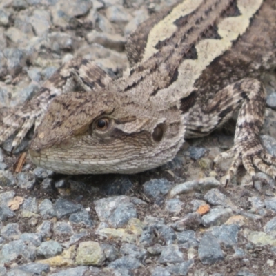 Amphibolurus muricatus at Bungonia National Park - 8 Feb 2024 by Christine