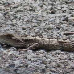 Amphibolurus muricatus at Bungonia National Park - 8 Feb 2024 11:08 AM