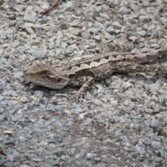 Amphibolurus muricatus at Bungonia National Park - 8 Feb 2024 11:08 AM