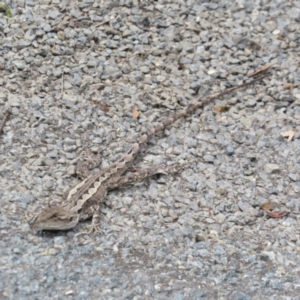 Amphibolurus muricatus at Bungonia National Park - 8 Feb 2024 11:08 AM