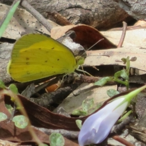 Eurema smilax at Bungonia National Park - 8 Feb 2024 12:54 PM