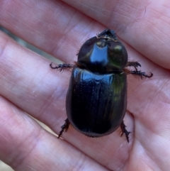Dasygnathus sp. (Rhinoceros beetle) at Aranda, ACT - 3 Feb 2024 by Jubeyjubes
