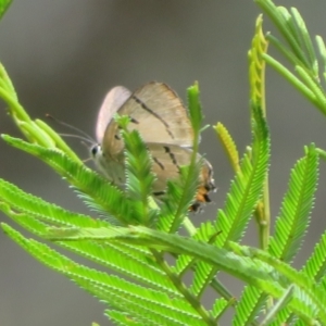 Jalmenus evagoras at Bungonia National Park - 8 Feb 2024